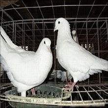 瀏覽產品大圖