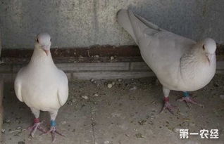 肉鴿養殖 如何提高肉鴿繁殖率