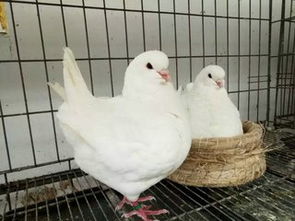 肉鴿飼養冬季管理三注意