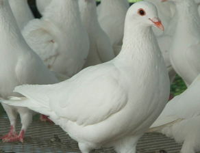 肉鴿常規飼養管理技術