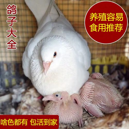 鴿子養(yǎng)殖肉鴿配對(duì)鳥籠籠子大型大號(hào)繁殖信鴿鳥