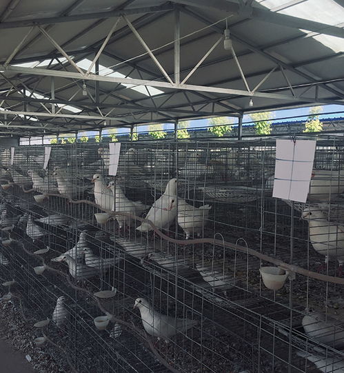 徐州大棚肉鴿飼養(yǎng)報(bào)價(jià)在線咨詢,天明種鴿品質(zhì)保障