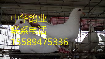 山東正規(guī)養(yǎng)鴿場(chǎng)重慶省高新區(qū)卡奴鴿養(yǎng)殖場(chǎng)