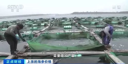 漲漲漲 有產(chǎn)品價(jià)格一斤猛漲600元,養(yǎng)它還能接著賺錢嗎