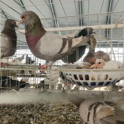 落地王種鴿 肉鴿養殖場 白羽王種鴿養殖基地