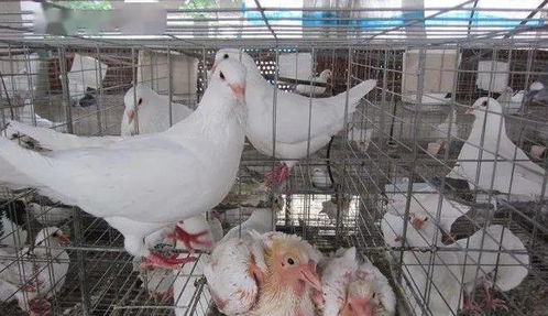 肉鴿養殖價值可觀,養殖關鍵是什么