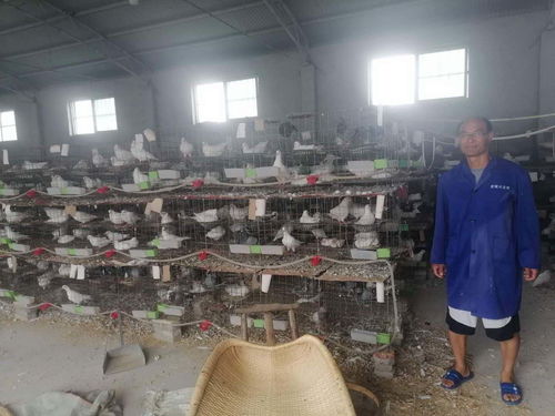 肉鴿養殖助推脫貧致富 方城縣古莊店鎮核桃園村致富帶頭人朱清貴