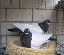 梁山縣同富裕肉鴿觀賞鴿養殖場