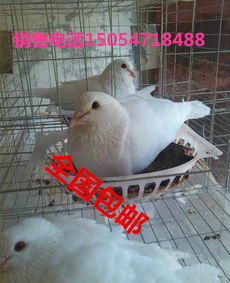 供應肉鴿種鴿批發價格鴿籠價格