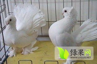 白羽王鴿特種養殖簡介 綠果特種養殖品種