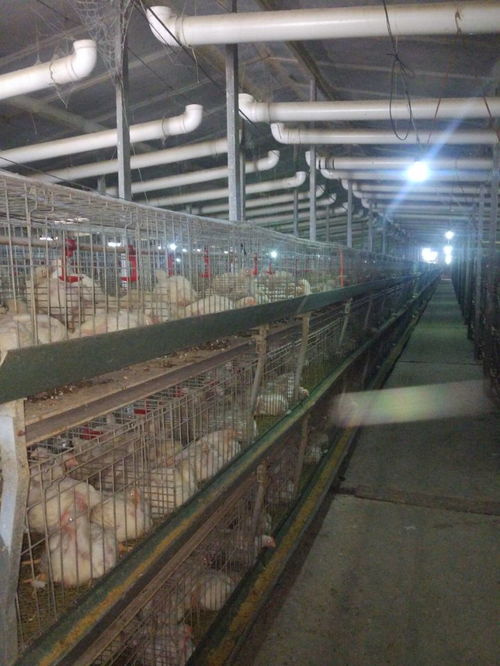 肉雞預混料報價 廠家