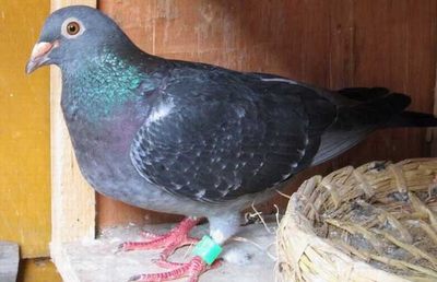肉鴿大規模立體籠養飼料成本不足3元,每對種鴿年利潤110元