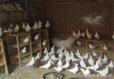 養殖經驗:養殖肉鴿有哪些技巧,肉鴿子的效益如何