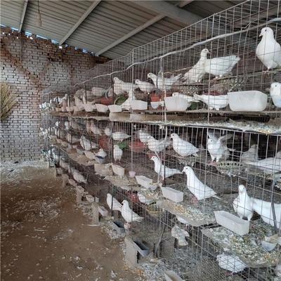 落地王種鴿 肉鴿養殖場 白羽王種鴿養殖基地