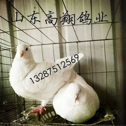 肉鴿價格 最新的肉鴿價格 山東肉鴿價格