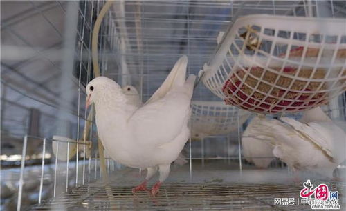 三農科普 富硒鴿飼養 發揮鳥類天性倡導 2 3 優育