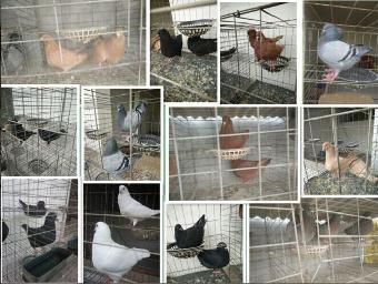 肉鴿養殖場哪家比較正規~