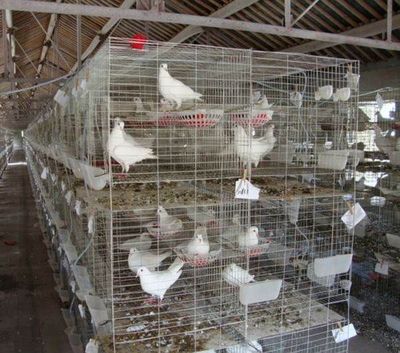 武漢肉鴿引種%武漢商品乳鴿%武漢鴿子蛋5