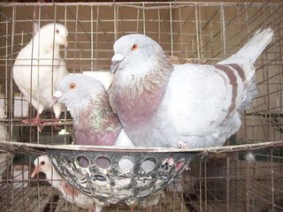 河南天和肉鴿養殖場