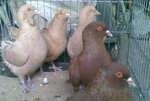平原大型肉鴿養殖場肉鴿價格落地王圖片