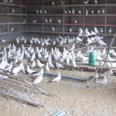 【糧食基地春耕】_糧食基地春耕地址_糧食基地春耕電話_必途網