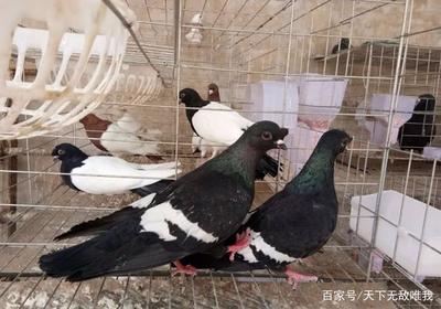 農村養殖:肉鴿好養活?新手要注意什么,鴿舍建設應注意哪些問題