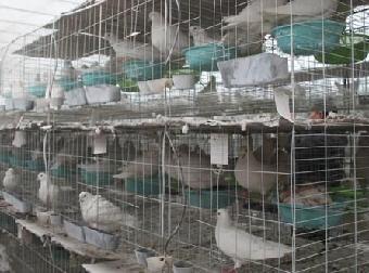燒烤肉鴿養殖場哪里便宜出售燒烤鴿子_志趣網
