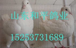 肉鴿養殖前景分析價格 肉鴿養殖前景分析廠家批發 