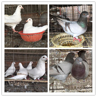 白羽王鴿肉鴿在哪買大型肉鴿養殖場