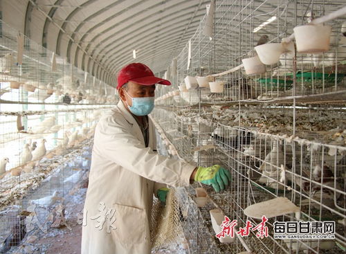 工人在古浪縣西靖鎮(zhèn)肉鴿養(yǎng)殖基地整理鴿舍