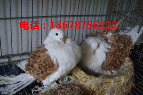 肉鴿養(yǎng)殖場報價 廠家