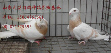 湖北肉鴿養(yǎng)殖基地產(chǎn)品的資料 - 山東機電網(wǎng)