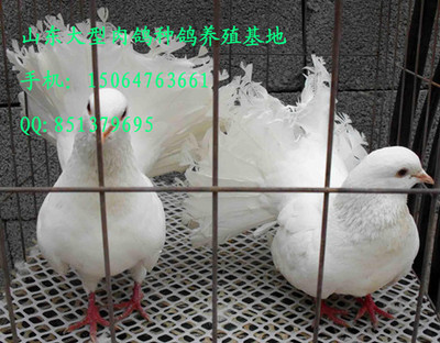 棗莊種鴿養(yǎng)殖場 肉鴿養(yǎng)殖場 濟南養(yǎng)鴿_農(nóng)副產(chǎn)品欄目