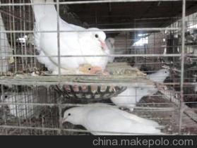 【壽光肉鴿養(yǎng)殖首選壽光王鴿 肉鴿】價格,廠家,圖片,特種禽類,崔少升-