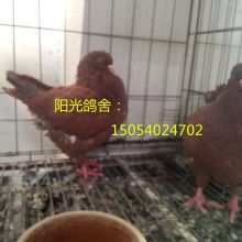 梁山縣同富裕肉鴿觀賞鴿養(yǎng)殖場