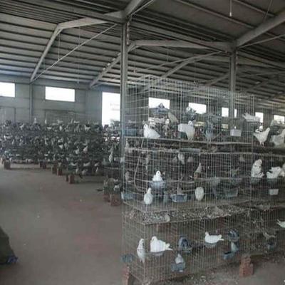 西夏區(qū)致富經(jīng)養(yǎng)殖肉鴿哪里回收肉鴿肉鴿價格