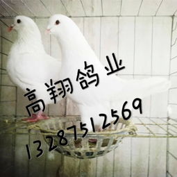 山東肉鴿養(yǎng)殖場 山東肉鴿養(yǎng)殖
