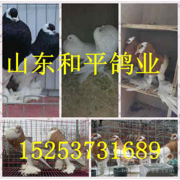 【觀賞鴿品種有哪些、一般觀賞鴿價(jià)格】-