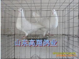 保健砂對(duì)肉鴿養(yǎng)殖場(chǎng)的重要性