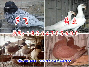 天水鴿子養(yǎng)殖場(chǎng)天水品種全價(jià)格低帶你致富