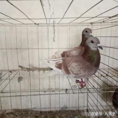 史上最標(biāo)準(zhǔn)的肉鴿養(yǎng)殖技術(shù),很值得學(xué)習(xí)一下