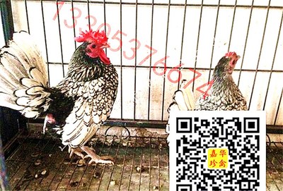 紅腹錦雞叫聲免費(fèi)下載