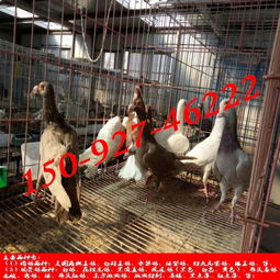 白羽王肉鴿養殖利潤 雙塔區東盛珍禽園