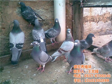 盛宏養(yǎng)殖場 肉鴿 鴿價格 盛宏養(yǎng)殖場 肉鴿 鴿型號規(guī)格