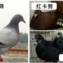 2019肉鴿養(yǎng)殖價格 報價 肉鴿養(yǎng)殖批發(fā) 第29頁 養(yǎng)殖網(wǎng)