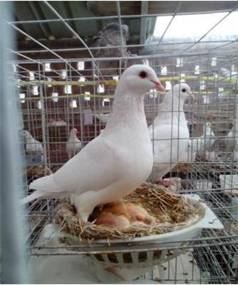 白羽王鴿作為肉鴿品種有什么優(yōu)勢?肉鴿疾病預防鴿糧挑選