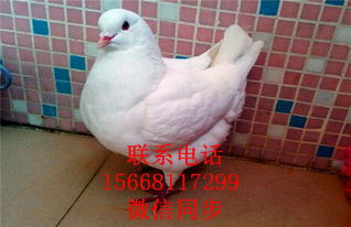 元寶鴿子多重一對 元寶鴿子養(yǎng)殖場 元寶鴿子養(yǎng)殖技術(shù)