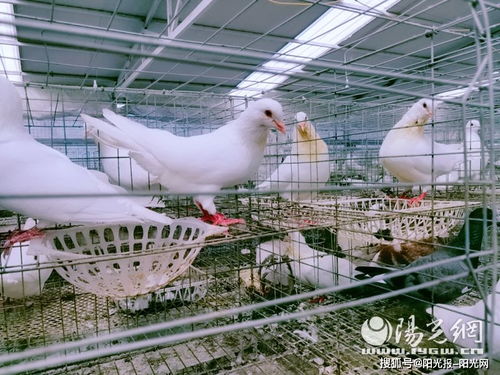 牢記諄諄囑托 奮力追趕超越 平利縣老縣鎮(zhèn)貧困戶的致富路