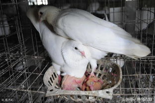 肉鴿養殖管理要分階段,肉鴿大補