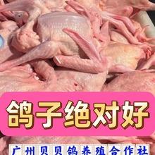 廣東肉鴿養殖